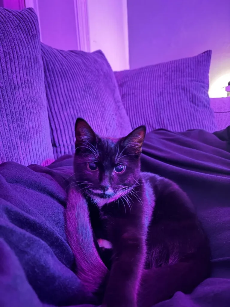 The Cat Who Bent Light