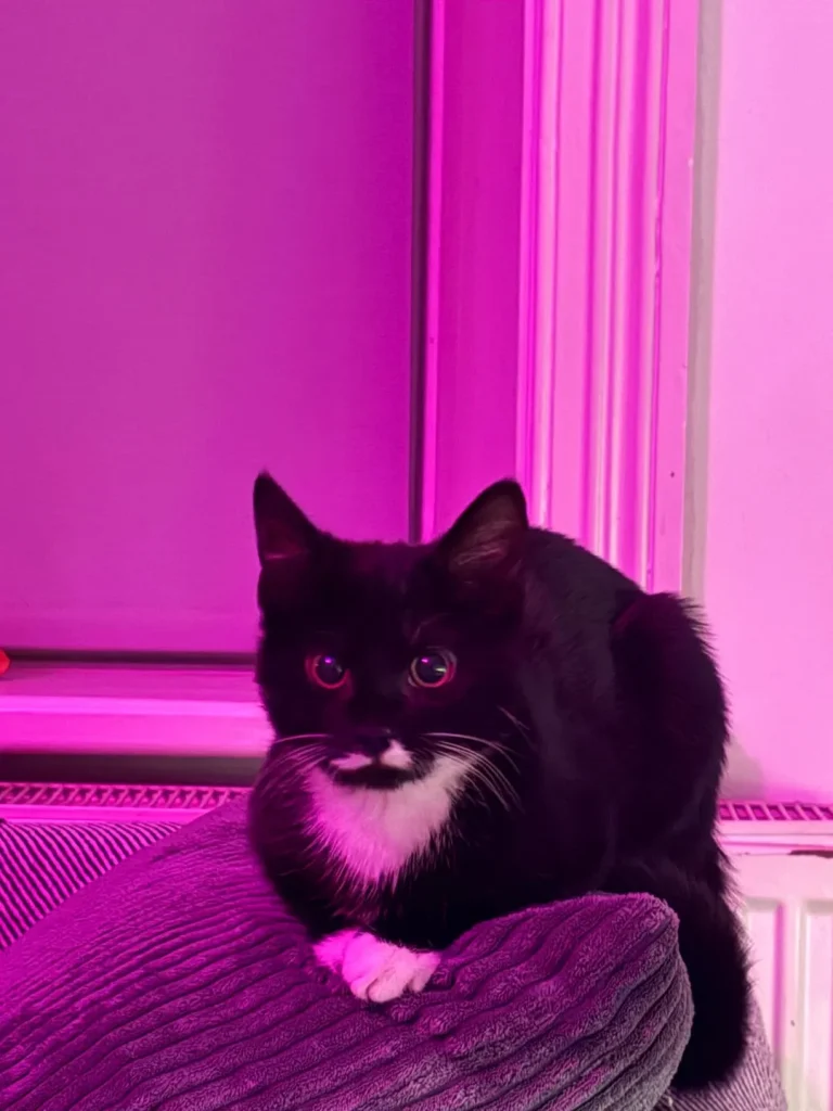 The Cat Who Bent Light