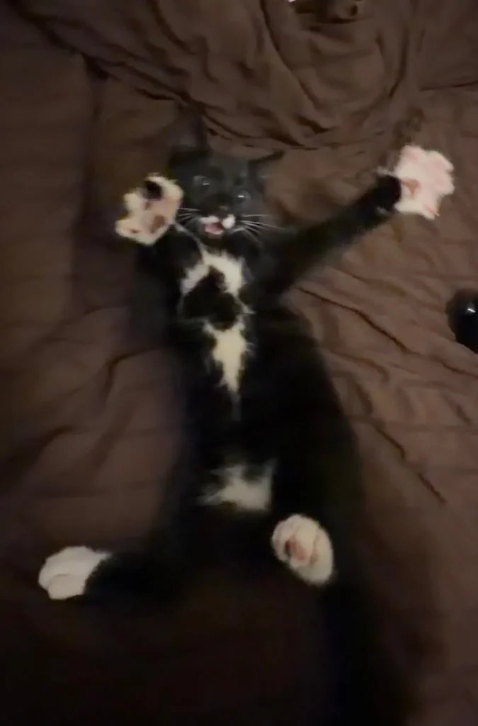 The Cat Who Bent Light