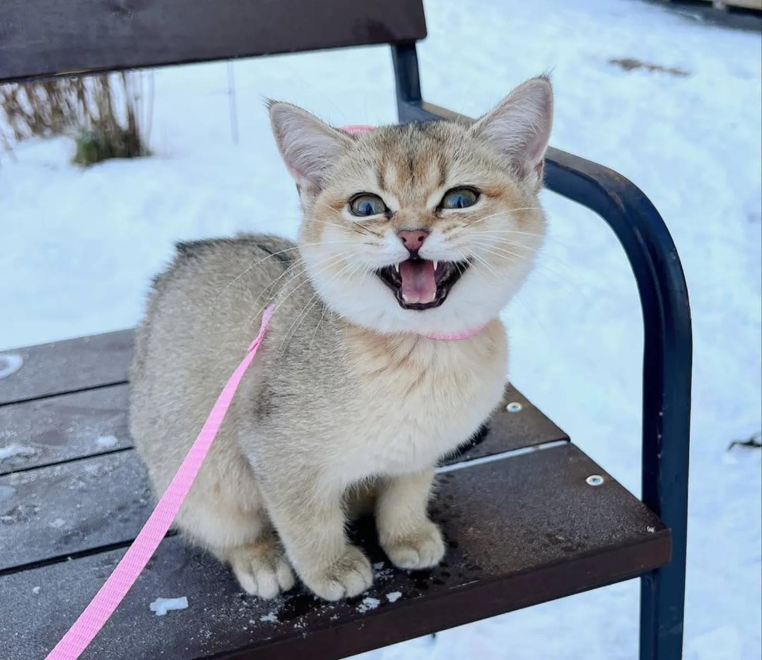 The Cat Who Braved the Snow