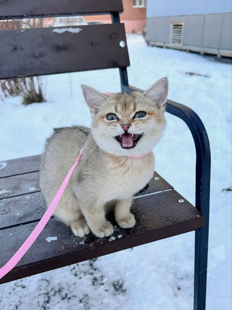 The Cat Who Braved the Snow