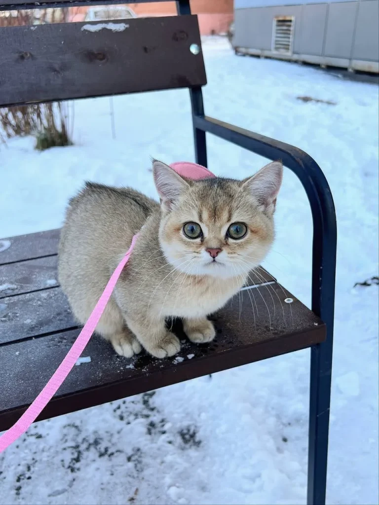 The Cat Who Braved the Snow