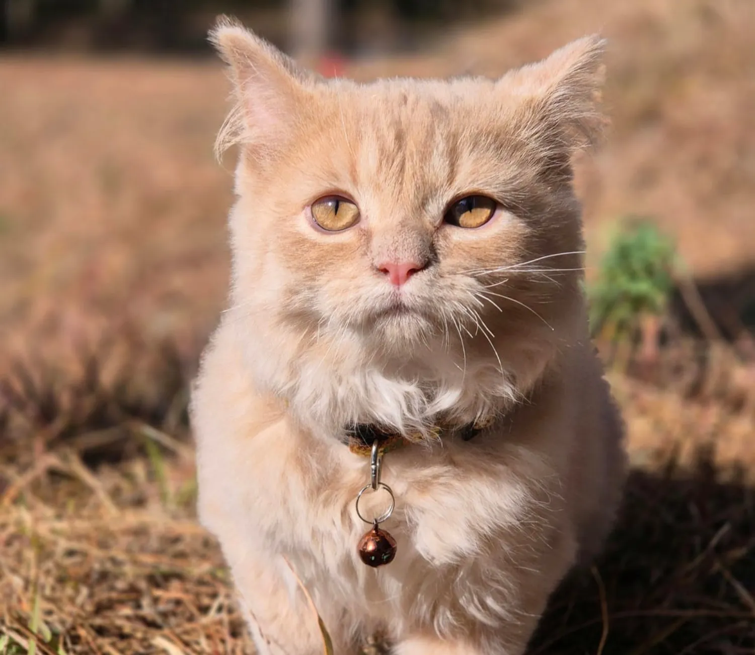 The Cat Who Chased the Sunlight
