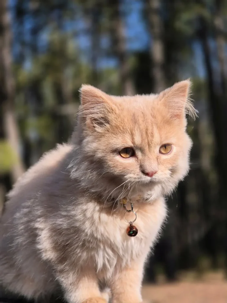 The Cat Who Chased the Sunlight