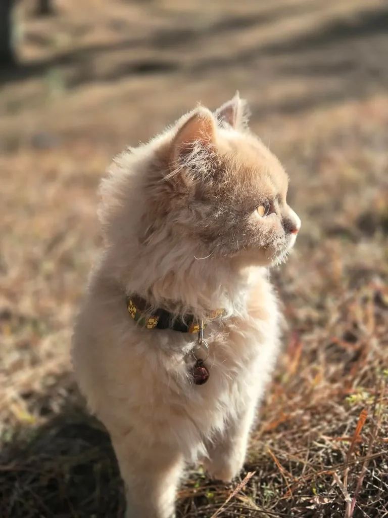 The Cat Who Chased the Sunlight