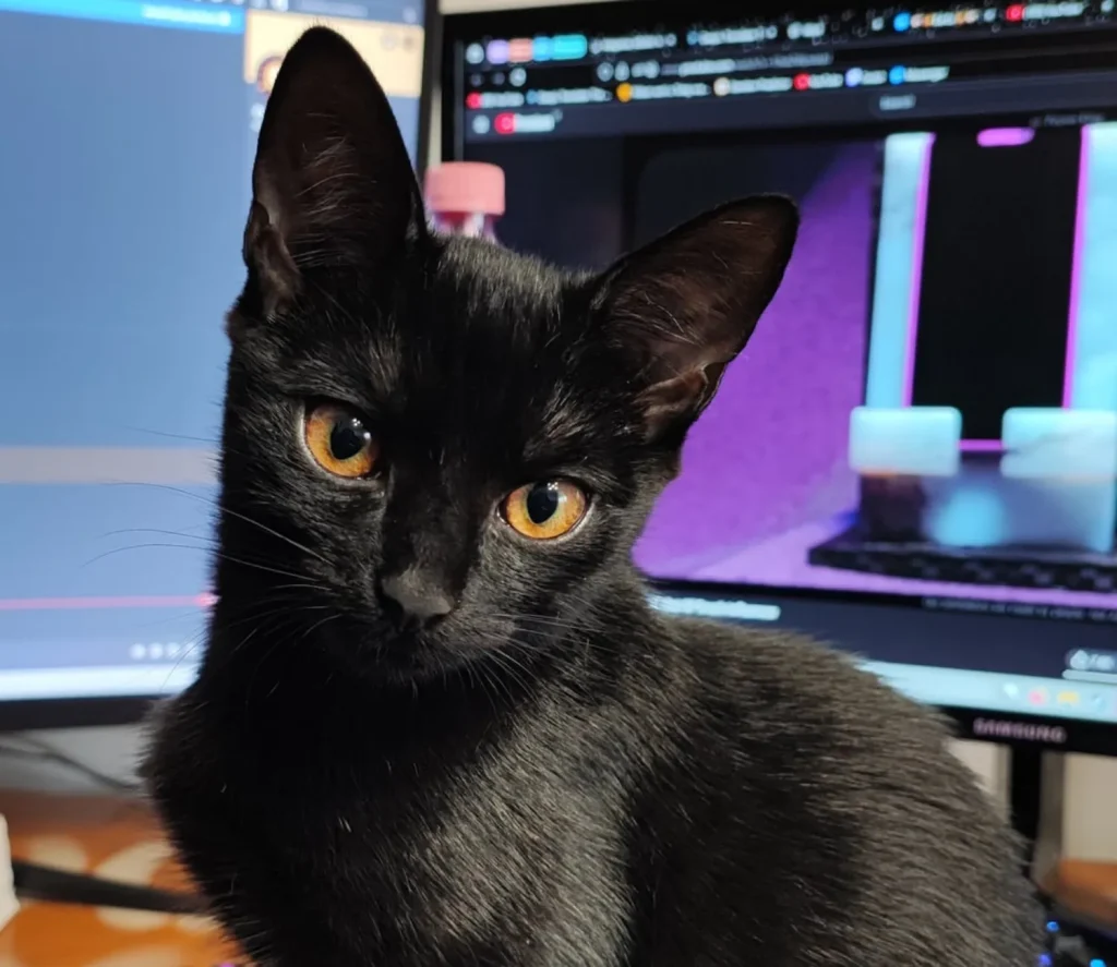 The Cat Who Commands the Keyboard