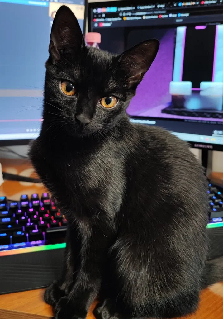 The Cat Who Commands the Keyboard