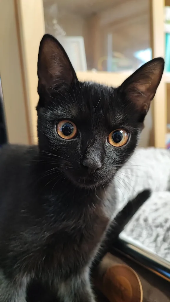 The Cat Who Commands the Keyboard