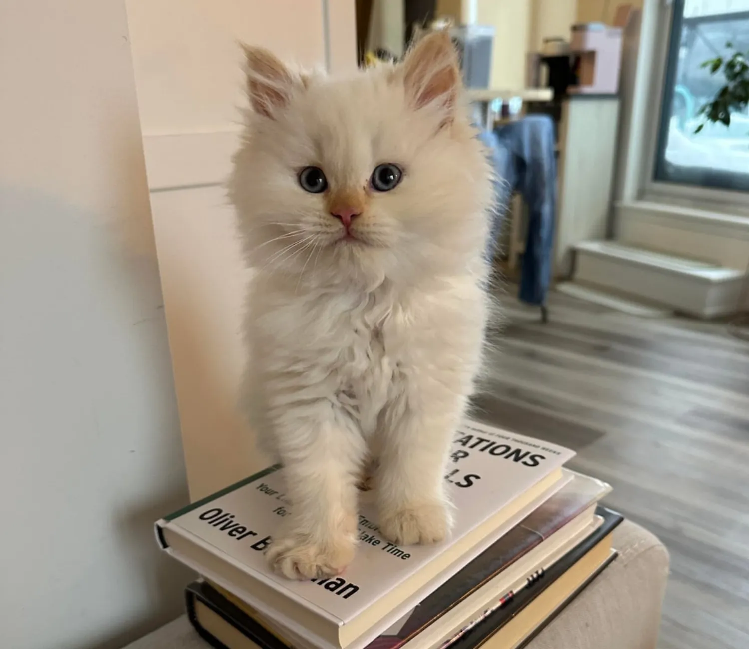 The Cat Who Conquered the Art of Napping