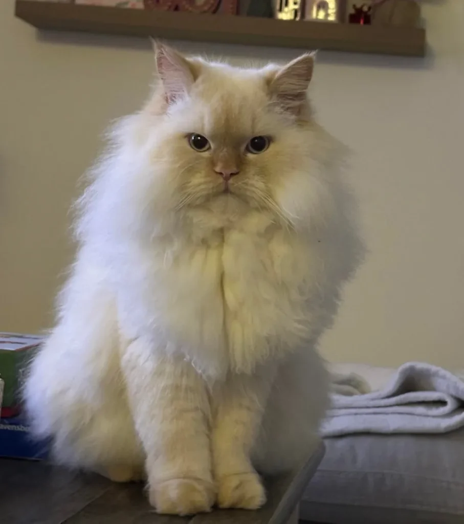 The Cat Who Conquered the Art of Napping