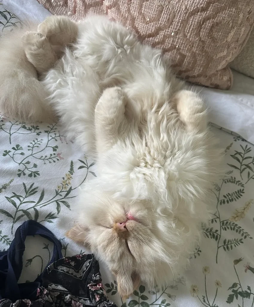 The Cat Who Conquered the Art of Napping