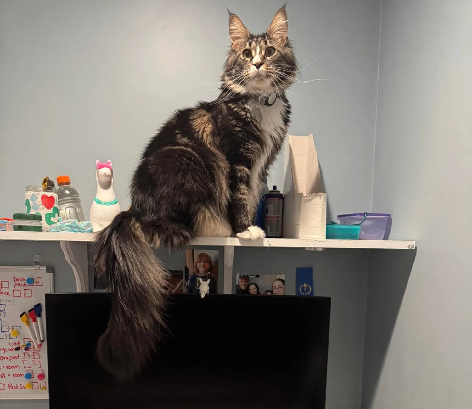 The Cat Who Curated Comfort