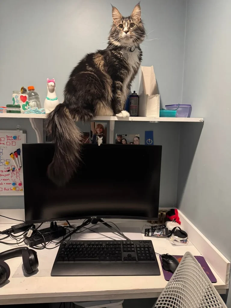 The Cat Who Curated Comfort