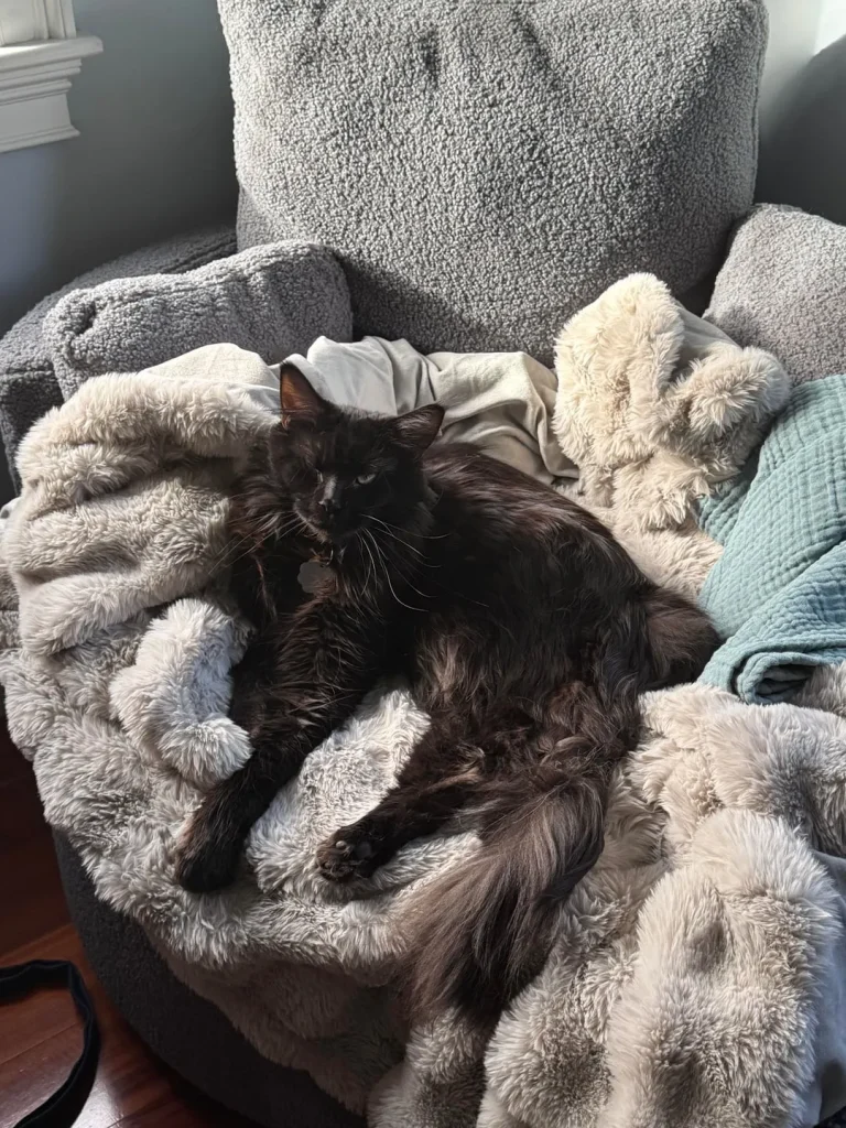 The Cat Who Curated Comfort