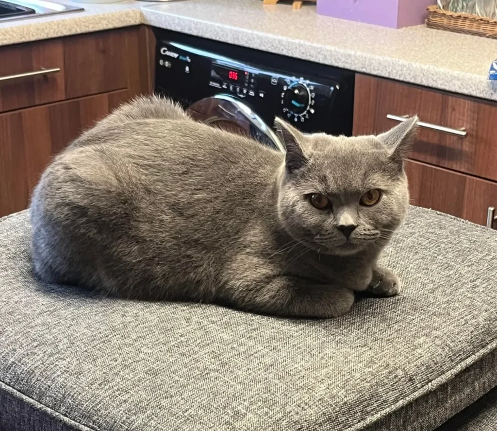 The Cat Who Ruled the Cozy Realms