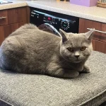 The Cat Who Ruled the Cozy Realms