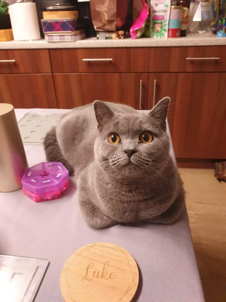 The Cat Who Ruled the Cozy Realms