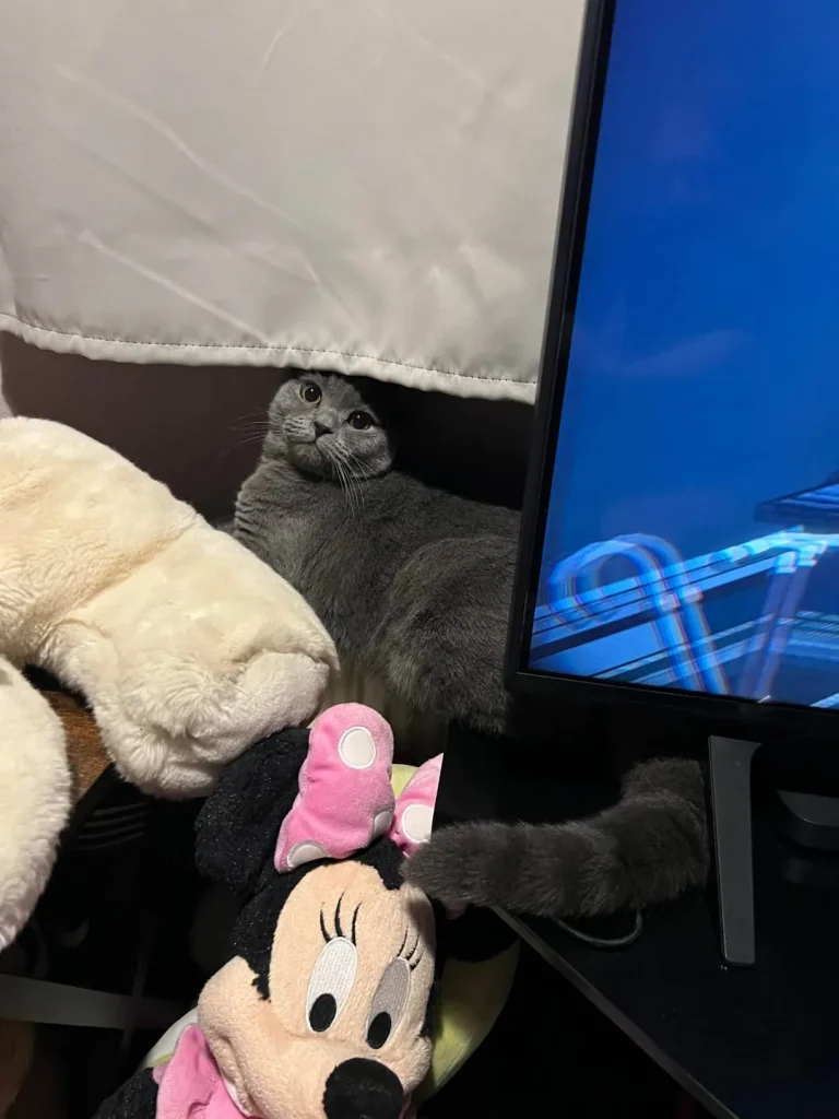 The Cat Who Ruled the Cozy Realms