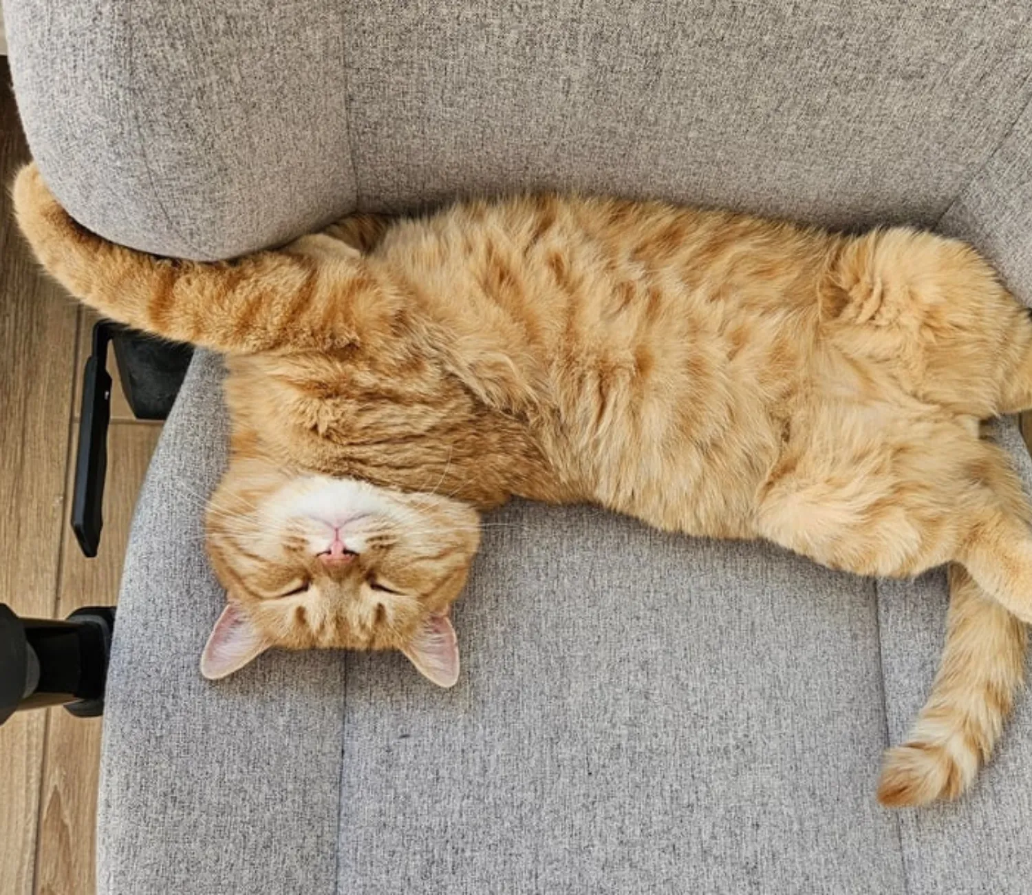 The Cat Who Ruled the Sunbeams