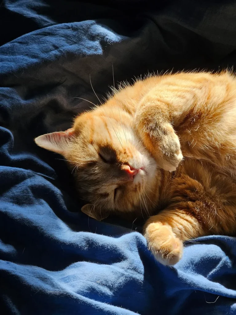 The Cat Who Ruled the Sunbeams