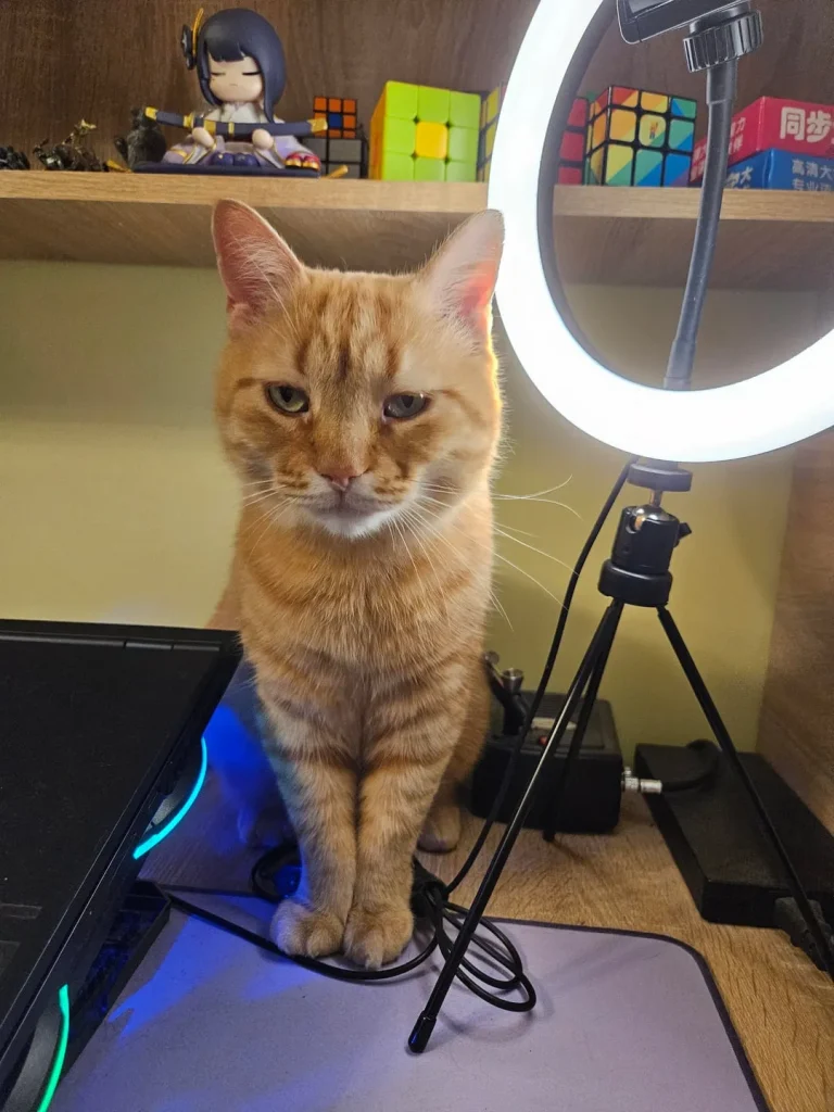 The Cat Who Ruled the Sunbeams