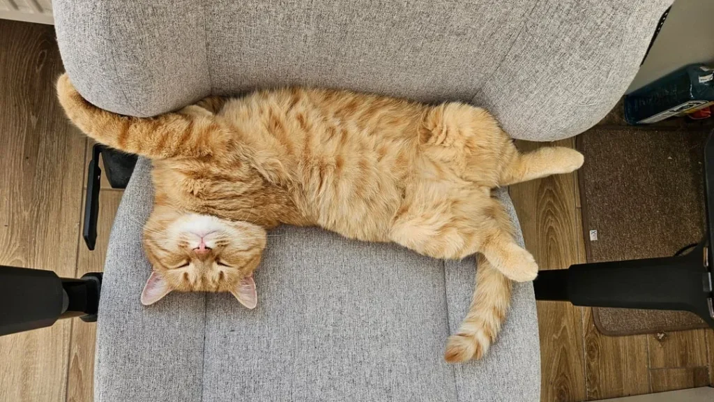 The Cat Who Ruled the Sunbeams