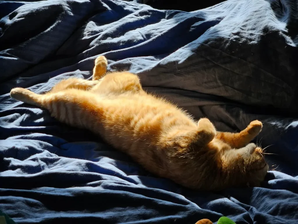 The Cat Who Ruled the Sunbeams