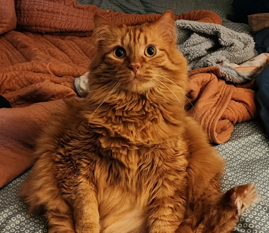 The Cat Who Sat Like a King