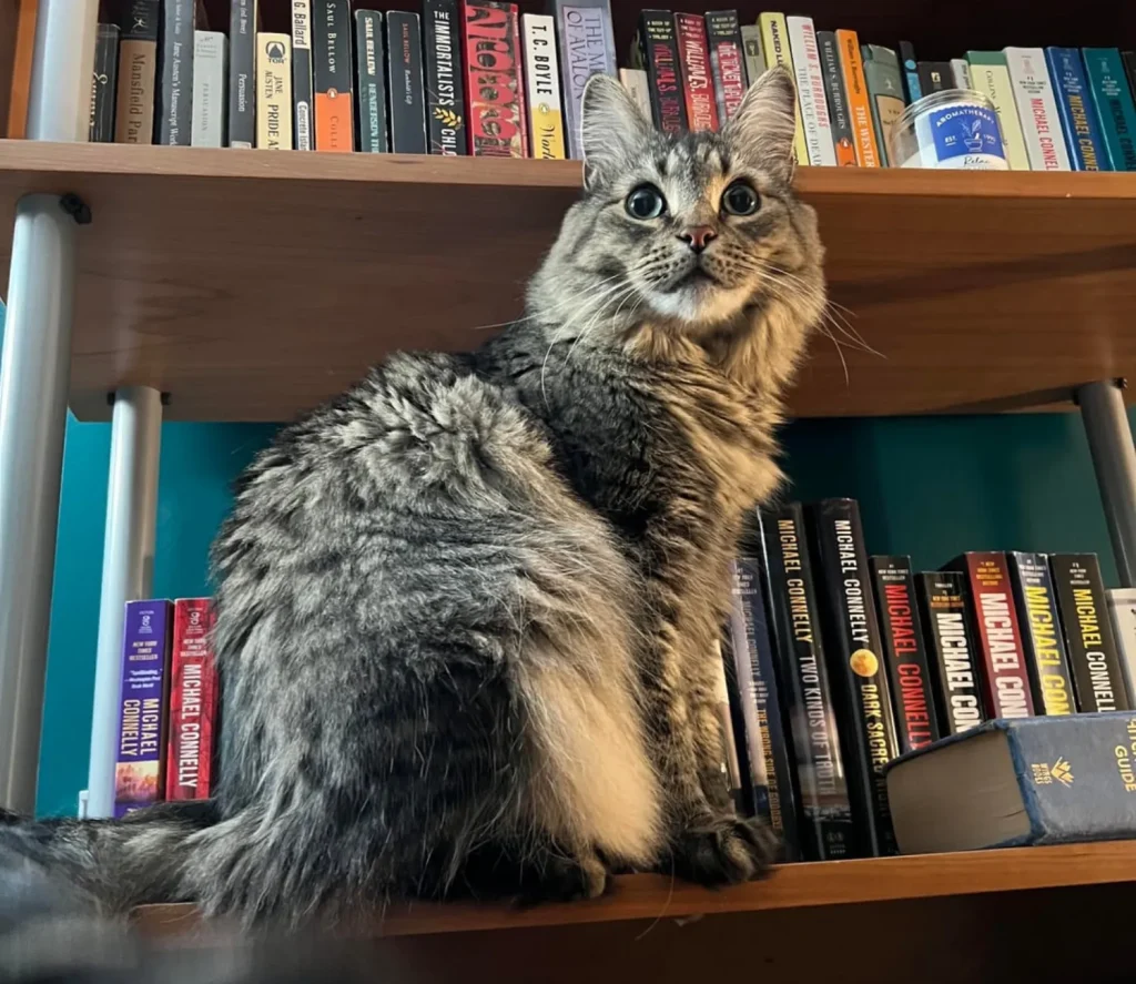 The Cat Who Slept in Sonatas