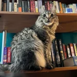 The Cat Who Slept in Sonatas