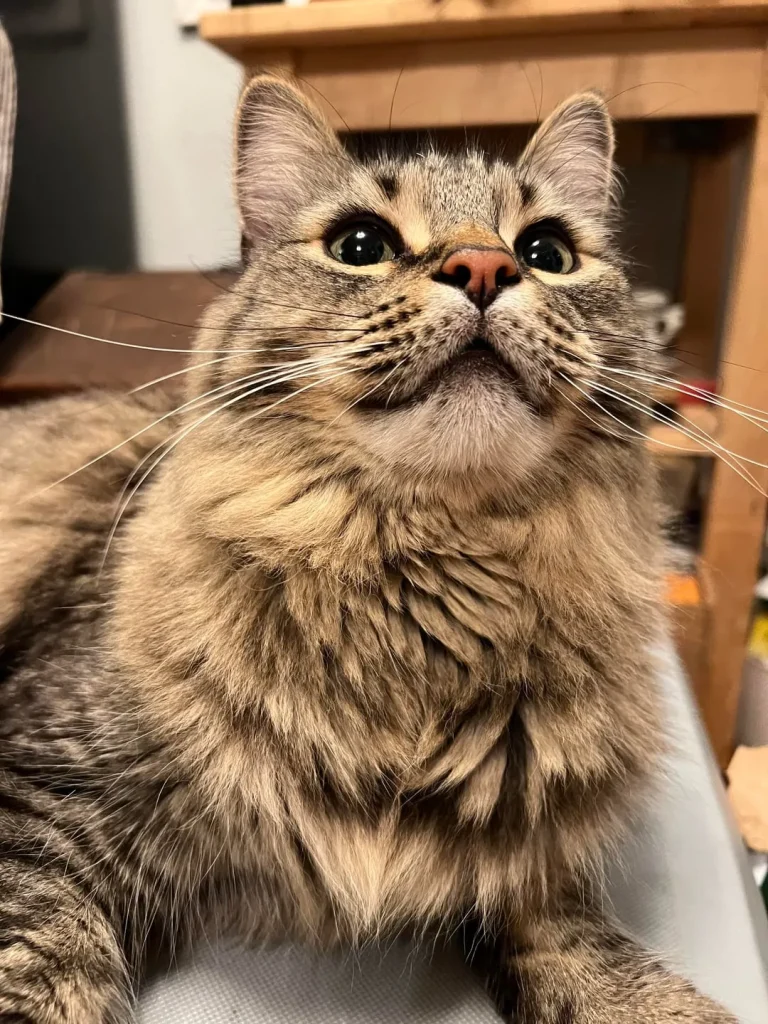 The Cat Who Slept in Sonatas