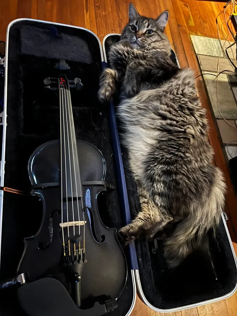 The Cat Who Slept in Sonatas