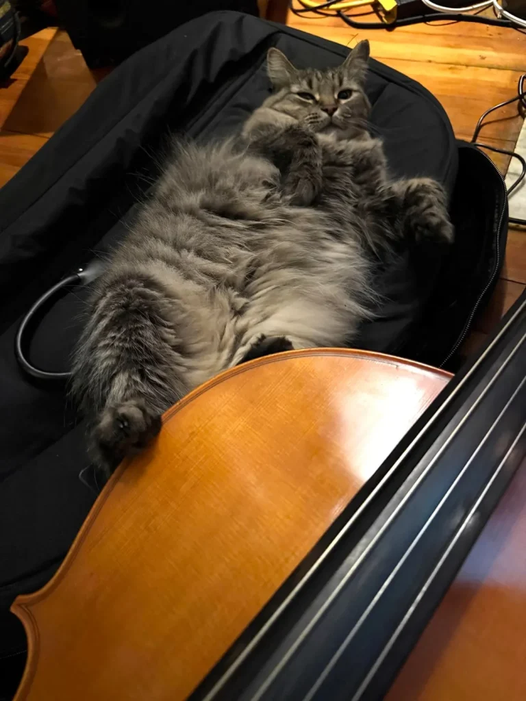 The Cat Who Slept in Sonatas