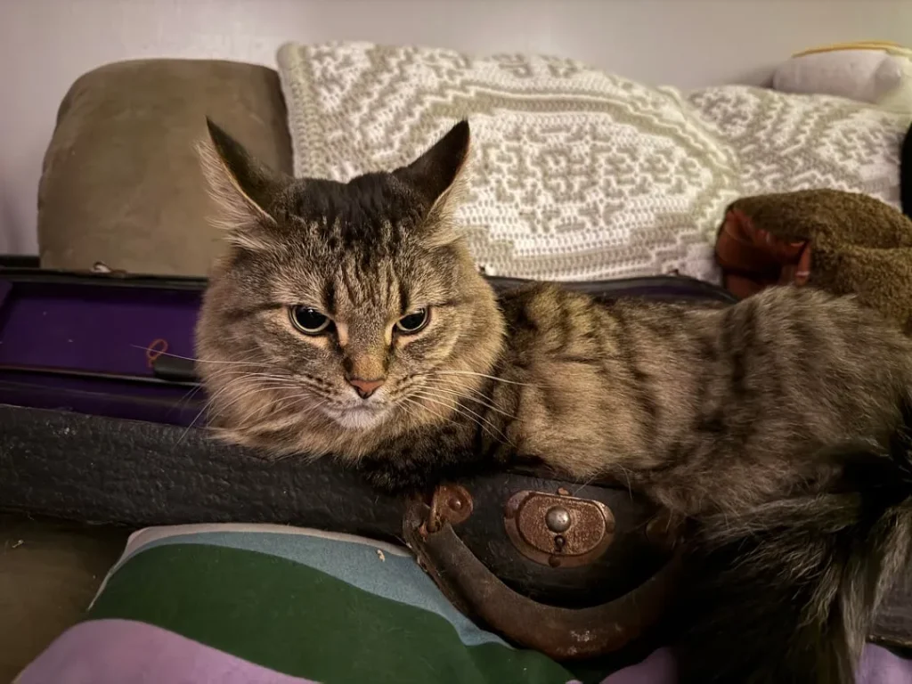 The Cat Who Slept in Sonatas