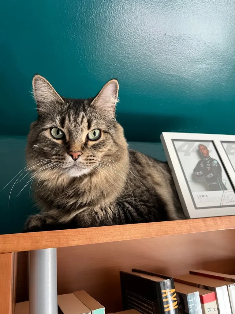 The Cat Who Slept in Sonatas