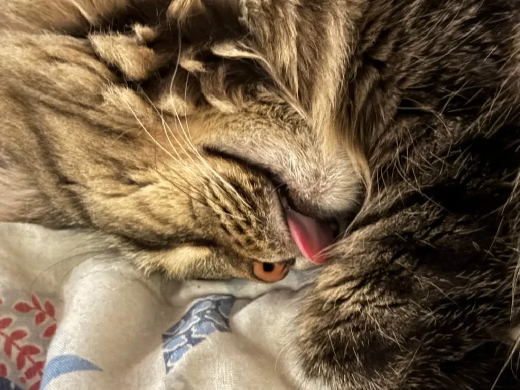 The Cat Who Slept in Sonatas