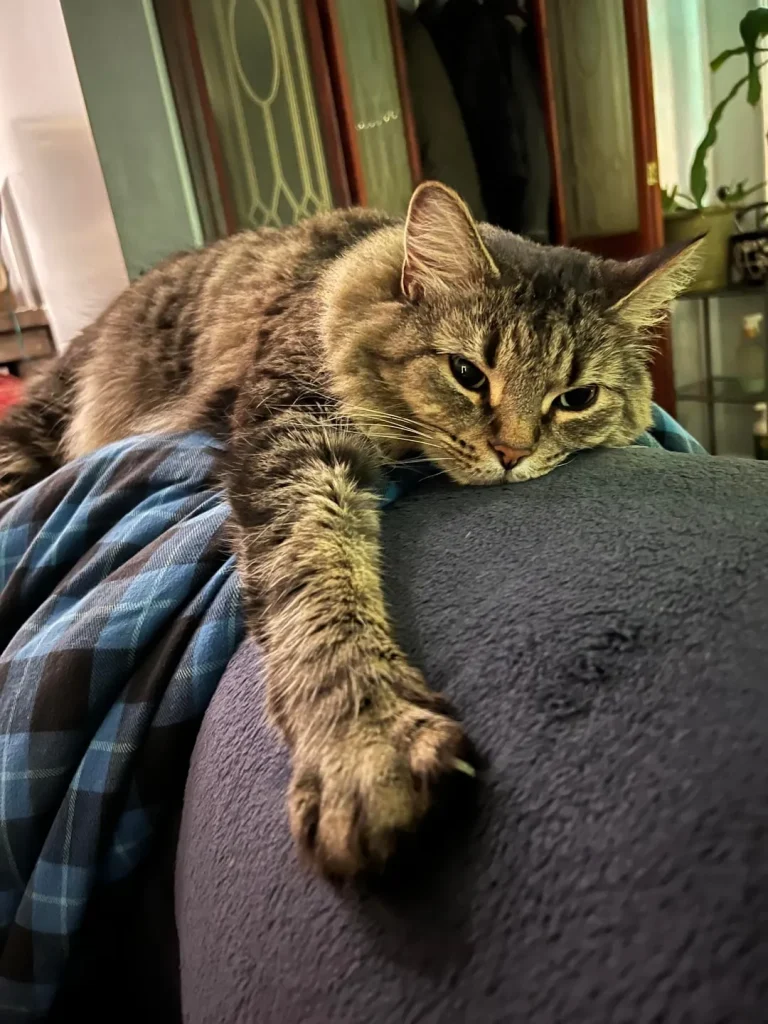 The Cat Who Slept in Sonatas