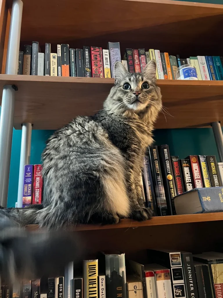 The Cat Who Slept in Sonatas