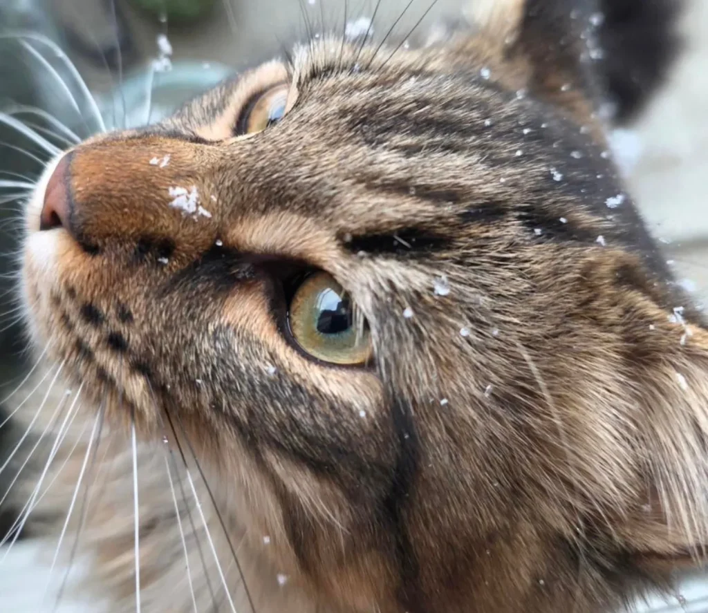 The Cat Who Tamed the Winter