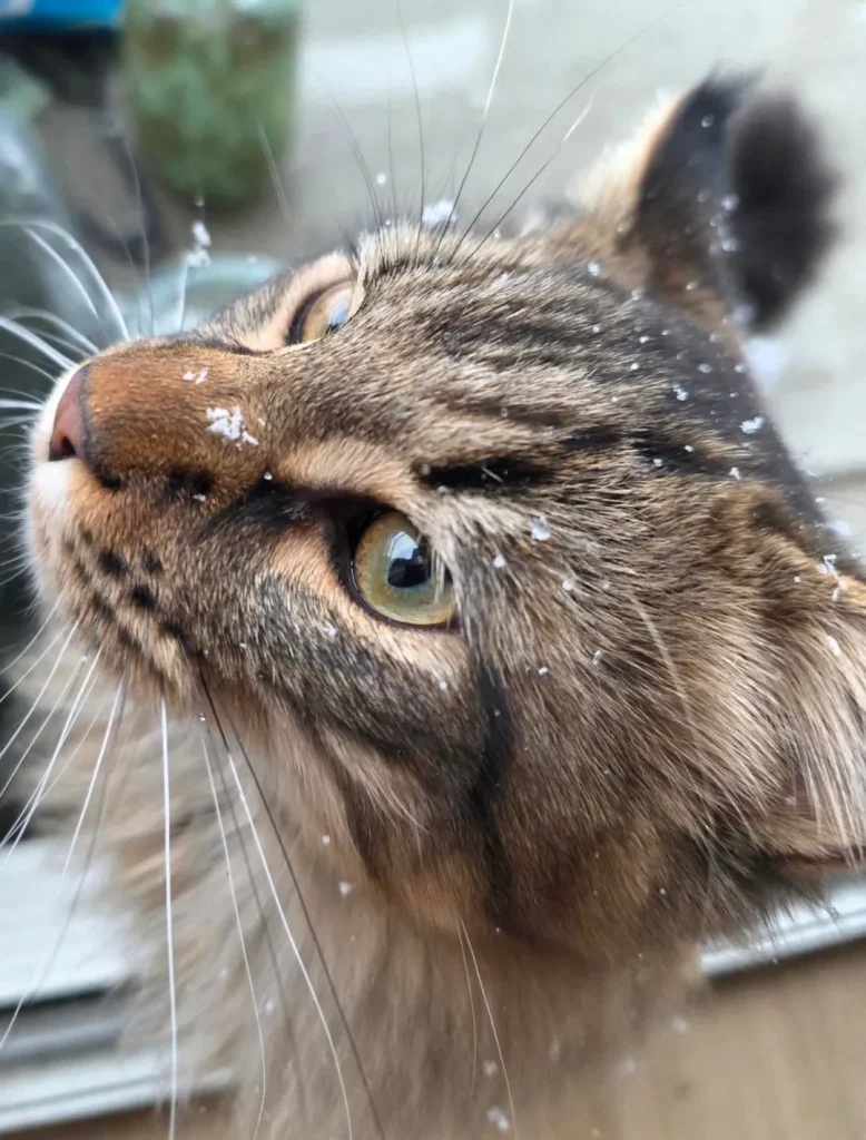 The Cat Who Tamed the Winter