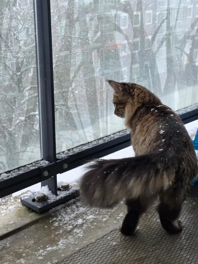 The Cat Who Tamed the Winter