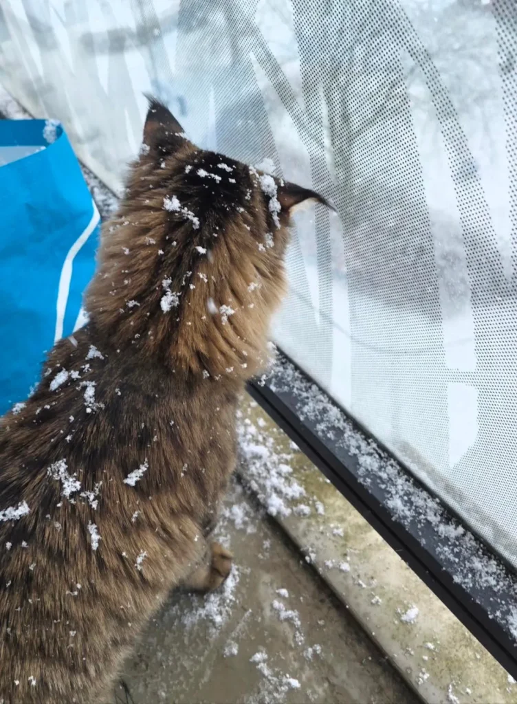 The Cat Who Tamed the Winter