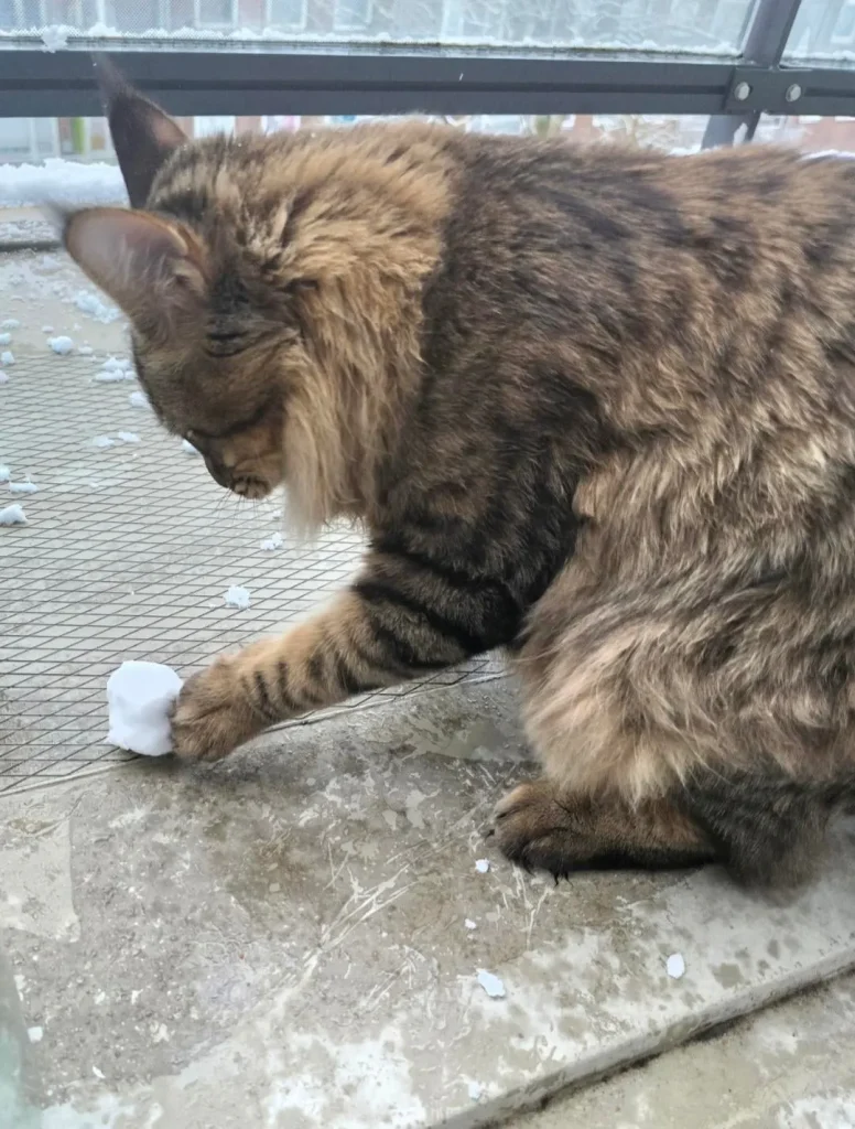 The Cat Who Tamed the Winter