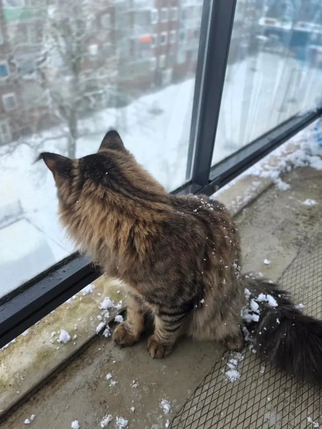 The Cat Who Tamed the Winter