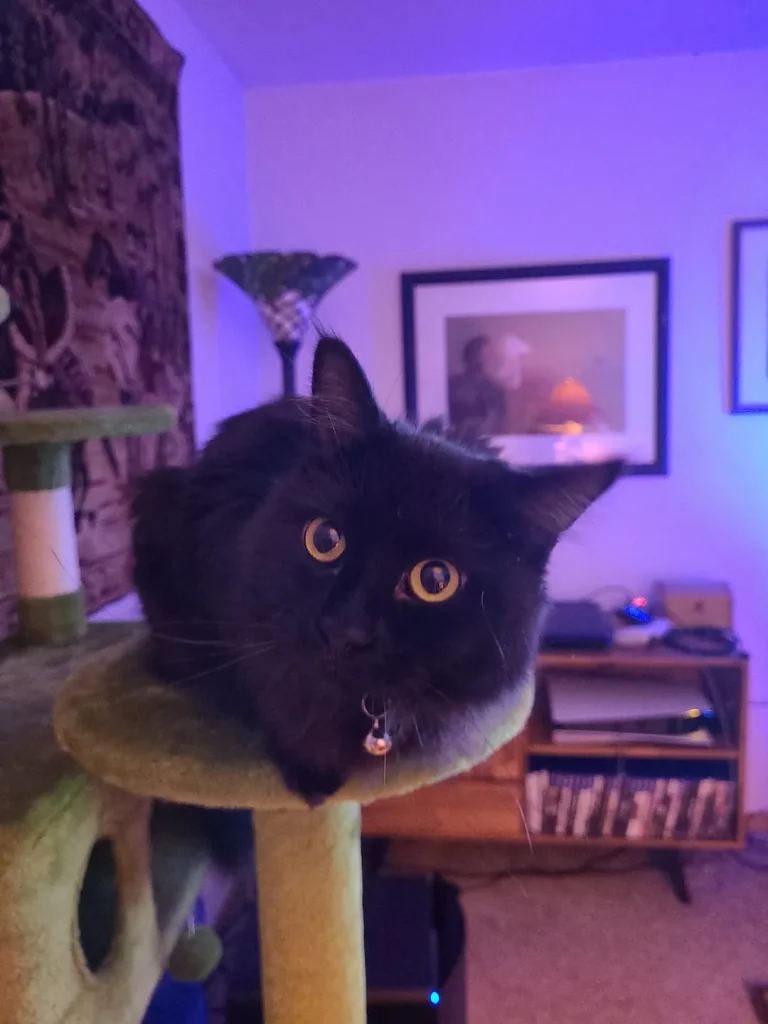 The Cat Who Watched the World