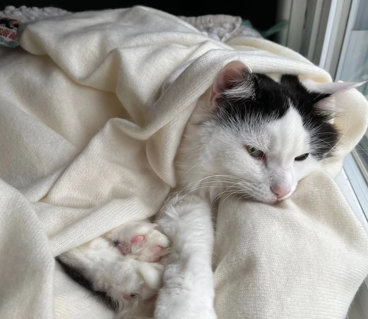 The Cat by the Window, A Tale of Quiet Wonder