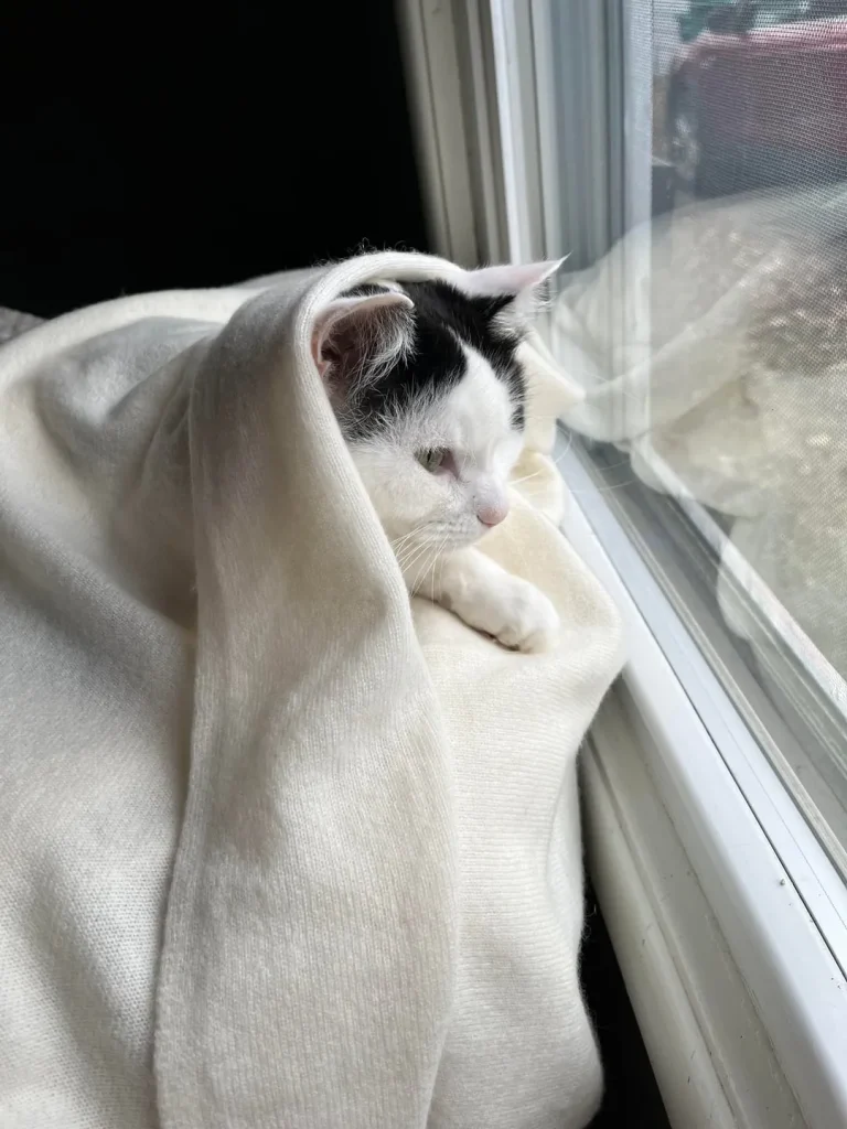 The Cat by the Window, A Tale of Quiet Wonder