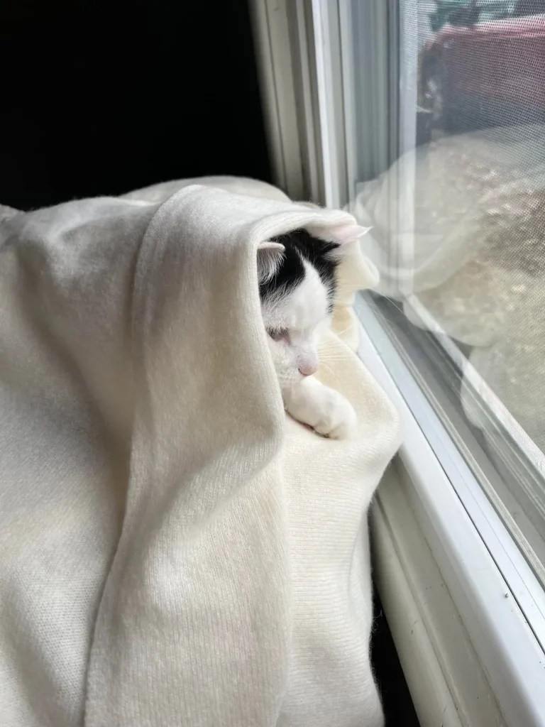 The Cat by the Window, A Tale of Quiet Wonder