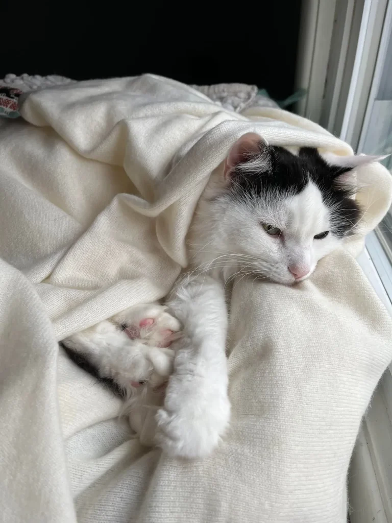 The Cat by the Window, A Tale of Quiet Wonder