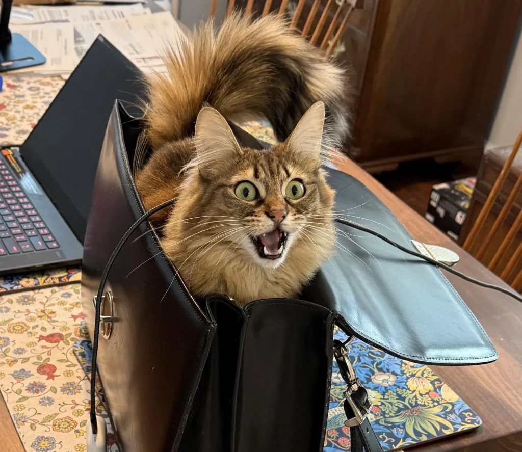 The Cat in the Bag, A Whiskered Intrigue